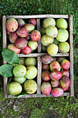 Crate of freshly picked plums