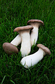 King trumpet mushrooms