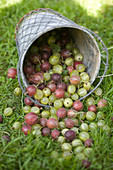 Red and green gooseberries