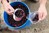 Blackberries, Costa Rica, Central America