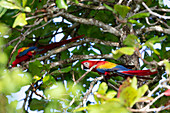 Scarlet macaws (lapa roja) in the trees, Playa Blanca, Osa Peninsula, Costa Rica, Central America