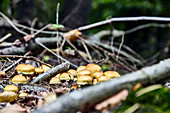 Branches and mushrooms