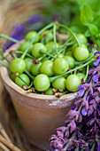 Terracotta plant pot of unripe cherries