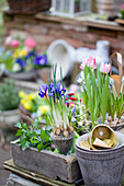 Frühlingserwachen mit Netziris, Tulpen und Traubenhyazinthen