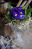 Blue spring primula planted in glass goblet