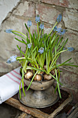 Grape hyacinths planted in metal goblet