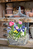 Tulips, reticulated iris, narcissus, grape hyacinths and hyacinths in zinc box with chicken wire cover