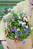 Woman carrying paper bag containing grape hyacinths, bellis, snake's head fritillaries and white forget-me-nots