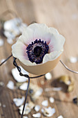 Anemone in eggshell in small wire holder