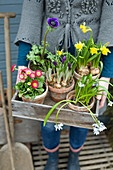 Woman holding wooden crate of bellis, narcissus, poppy anemone, crocus and star-of-Bethlehem in terracotta pots