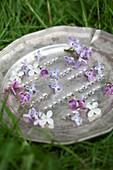 Lilac florets on pewter plate