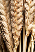 Einkorn wheat (Triticum monococcum), close up