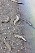 A crocodile on the bank of the Tárcoles, Puntarenas, Costa Rica, Central America