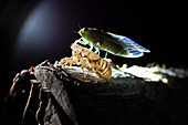 Insects on a branch, nighttime excursion on the Osa Peninsula, Costa Rica, Central America