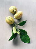 Drei gestreifte Zitronen am Zweig