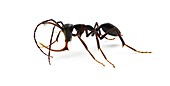 Prehistoric ant, illustration
