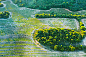 Vineyard, aerial view