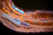 Fly larva, polarised light micrograph