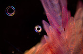 Sphagnum moss, polarised light micrograph