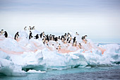 Adelie penguins on sea ice