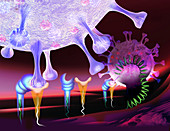 Covid-19 coronavirus binding to target cell, illustration