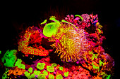 Coral reef fluorescing at night