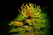 Fluorescing crinoid feeding at night on top of hard coral