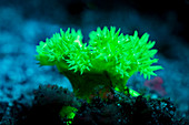 Feeding coral polyps fluorescing at night