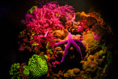 Coral reef and starfish fluorescing at night