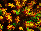 Acropora branching coral fluorescing