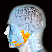 Salivary glands, illustration