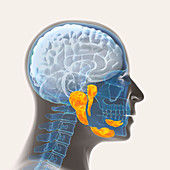 Salivary glands, illustration