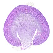 Kidney cortex and medulla, light micrograph