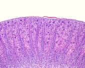 Medullary rays in renal cortex, light micrograph