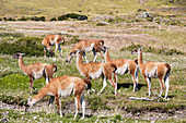 Guanacos, Torres del Paine National Park, Patagonia, Chile