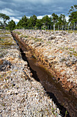 Drained peat bog, Patagonia, Chile