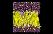Cell membrane with transport protein, computer model