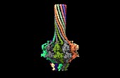 Bacteriophage P22 portal protein, computer model