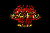 Bacteriophage T7 portal protein, computer model