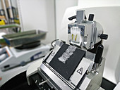 Cut tissue section on rotary microtome