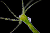 Hydra, light micrograph