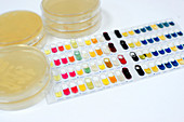 Bacteria identification kit