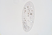 Paramecium, light micrograph