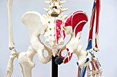 Human pelvis model