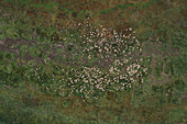 Flock of sheep on pasture, aerial view