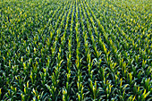 Aerial view of corn crop in field