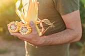 Farmer holding corn on the cob