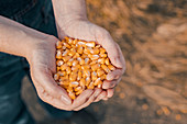 Handful of harvested corn grains