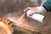 Forestry technician marking tree trunk with red aerosol can