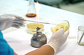 Microbiologist streaking agar plate